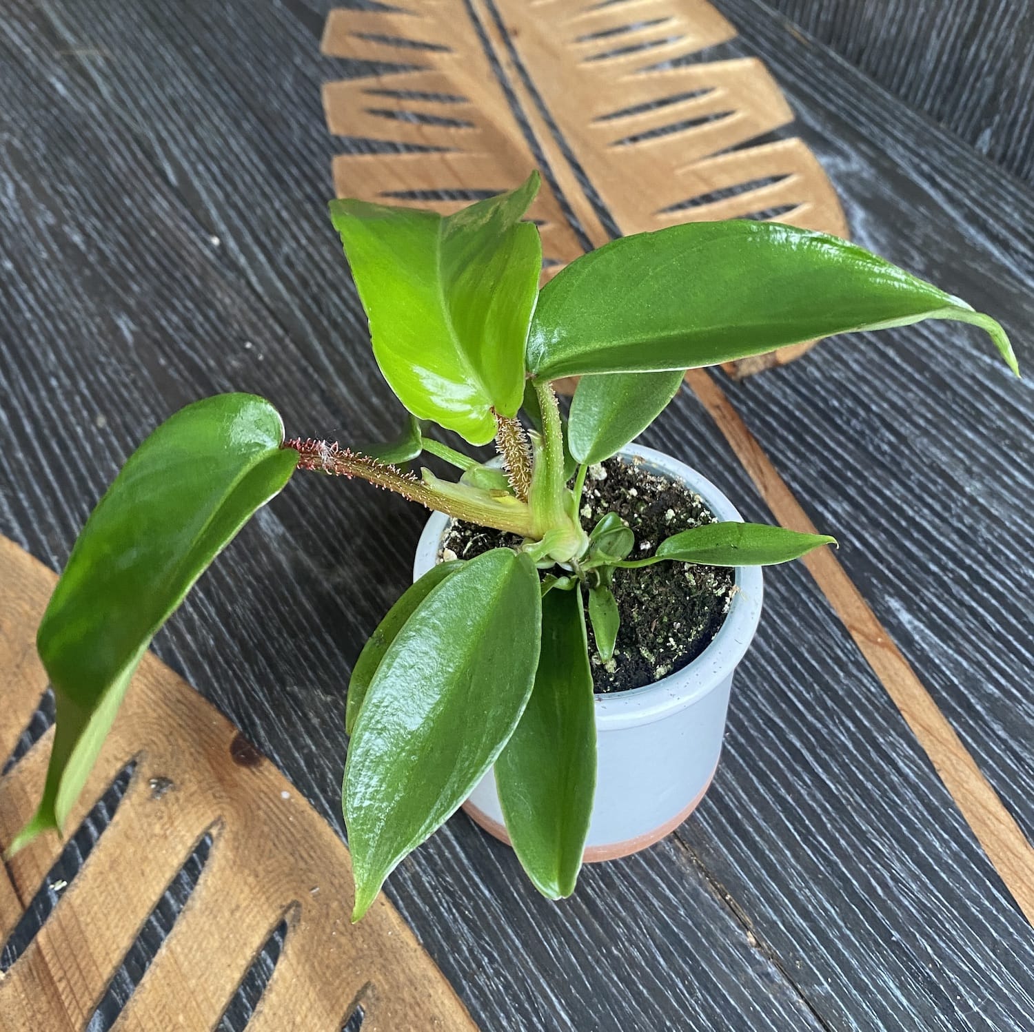 Philodendron squamiferum (babyplant)