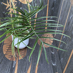 Philodendron Tortum H60cm - 2 plante/ghiveci