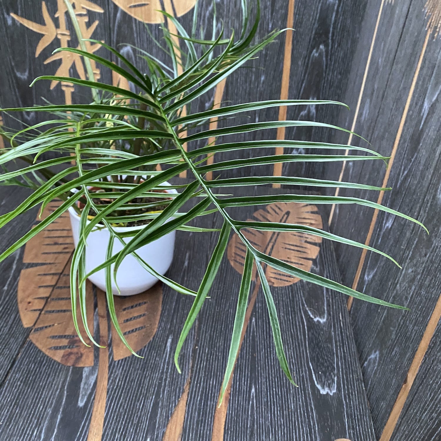 Philodendron Tortum H60cm - 2 plante/ghiveci