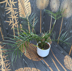 Philodendron Tortum H60cm - 2 plante/ghiveci