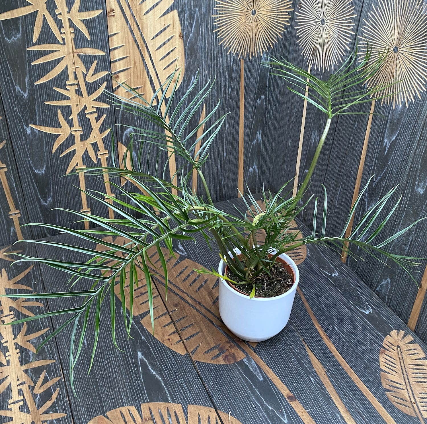 Philodendron Tortum H60cm - 2 plante/ghiveci