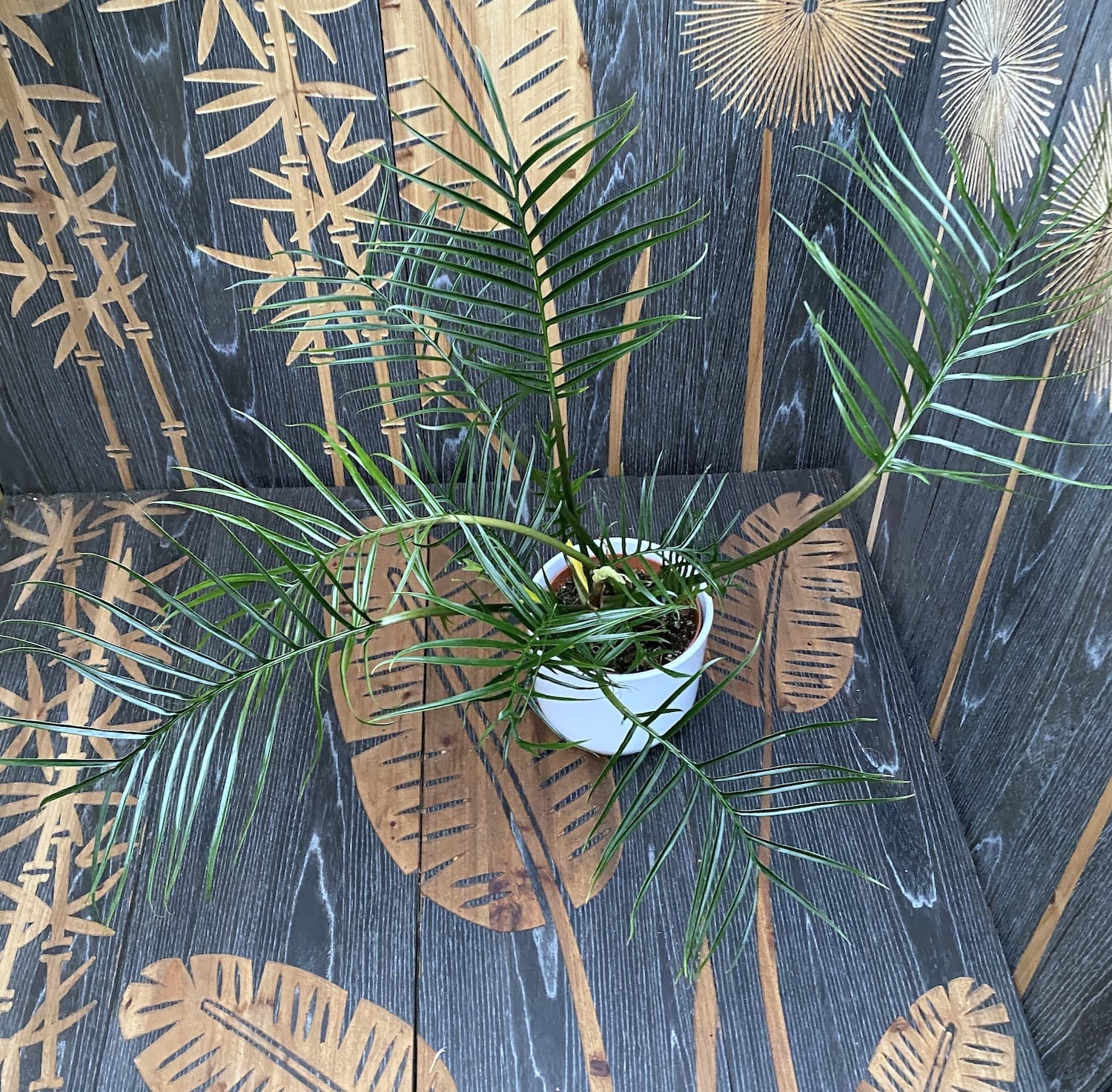 Philodendron Tortum H60cm - 2 plante/ghiveci