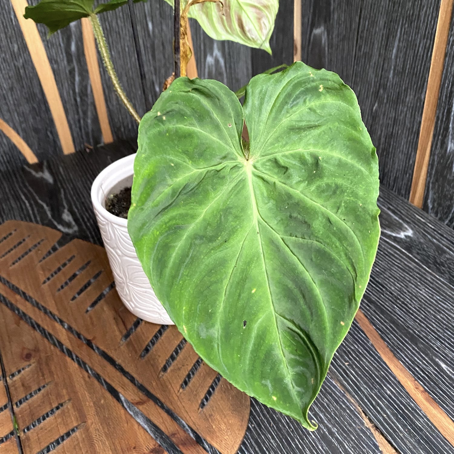 Philodendron Verrucosum