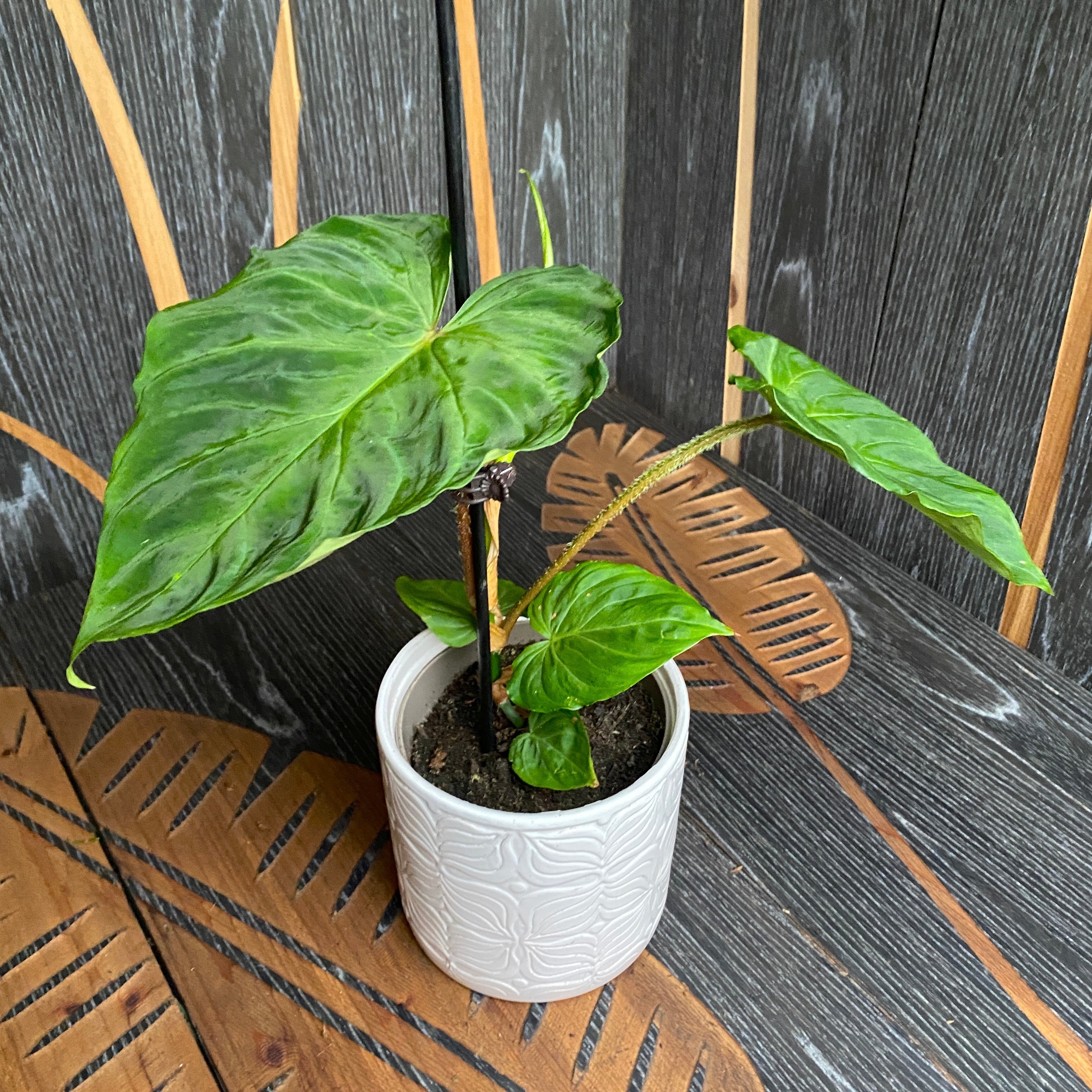 Philodendron Verrucosum
