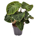 Philodendron Verrucosum 'Compactum'