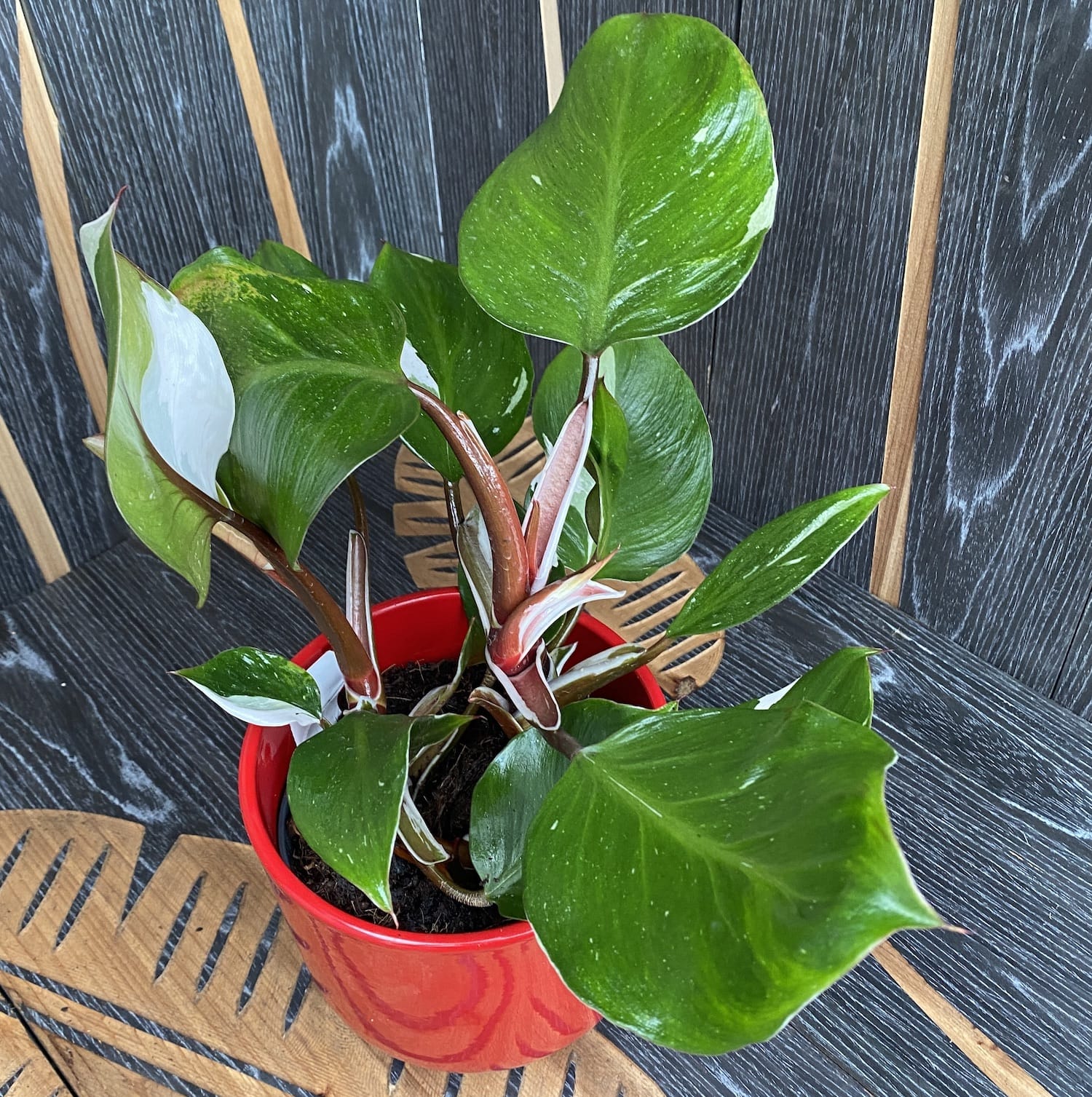 Philodendron White Knight (2 plante/ghiveci)