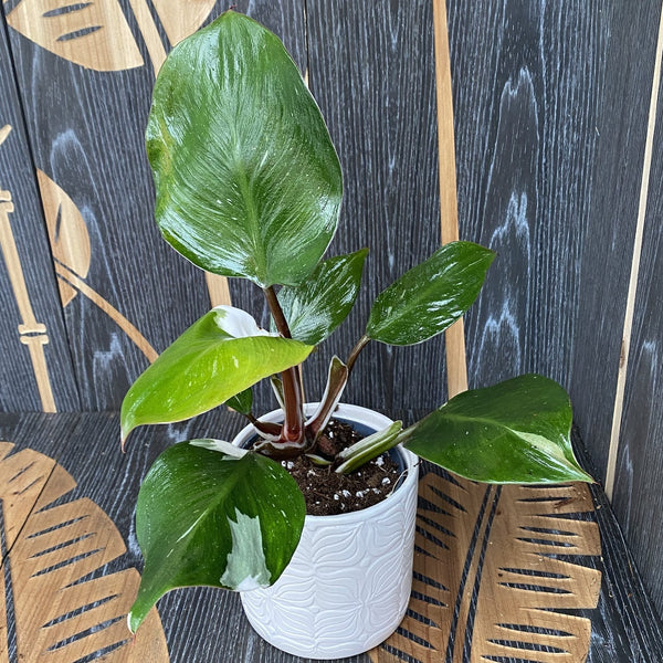 Philodendron White Knight D12