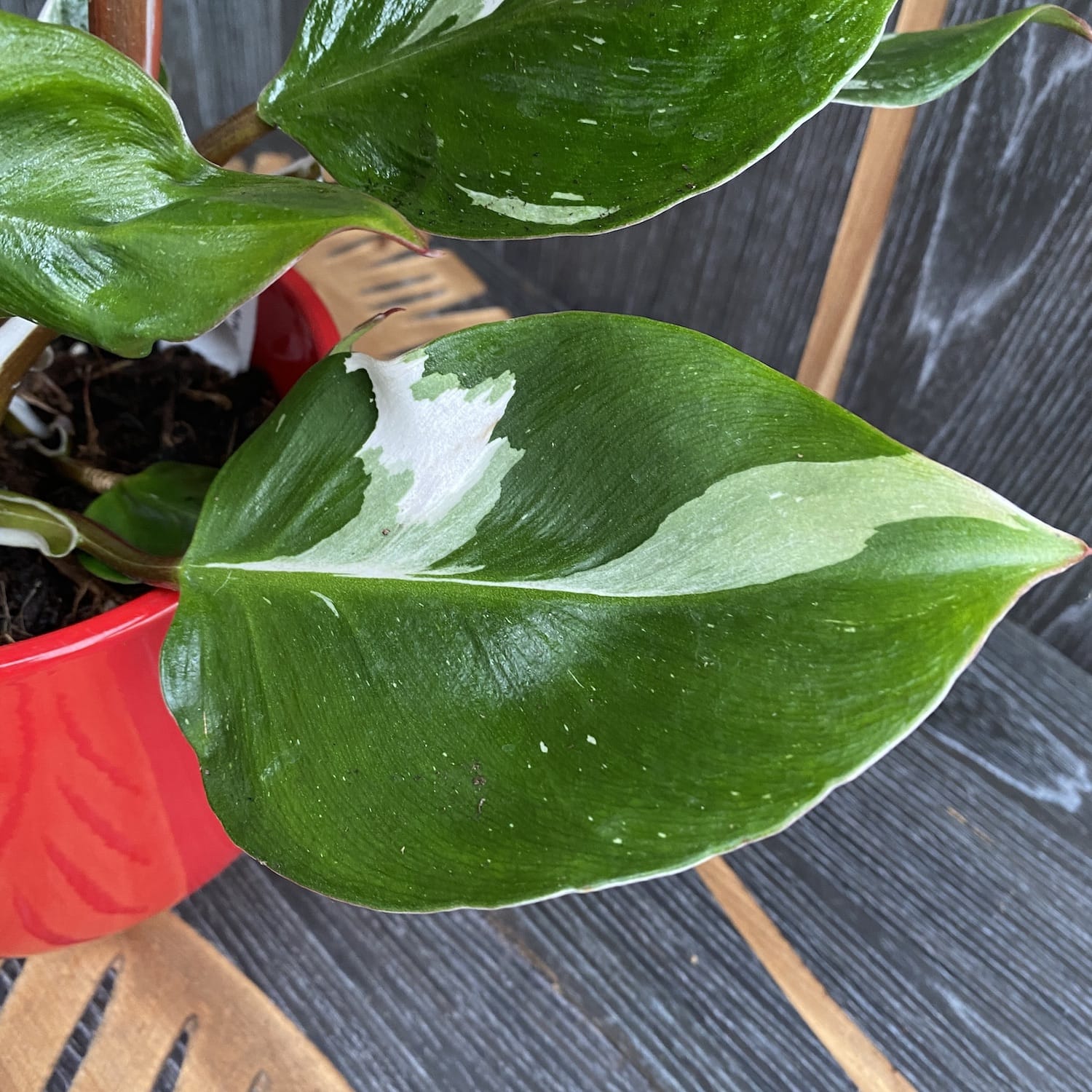 Philodendron White Knight (2 plante/ghiveci)
