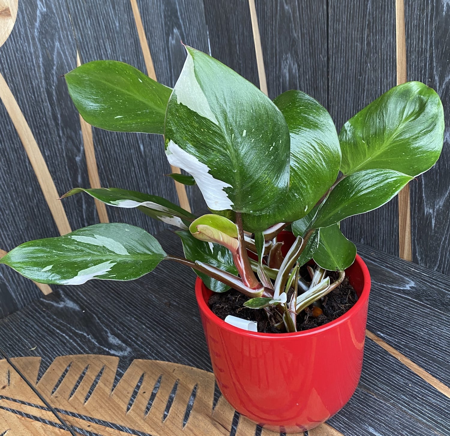Philodendron White Knight (2 plante/ghiveci)