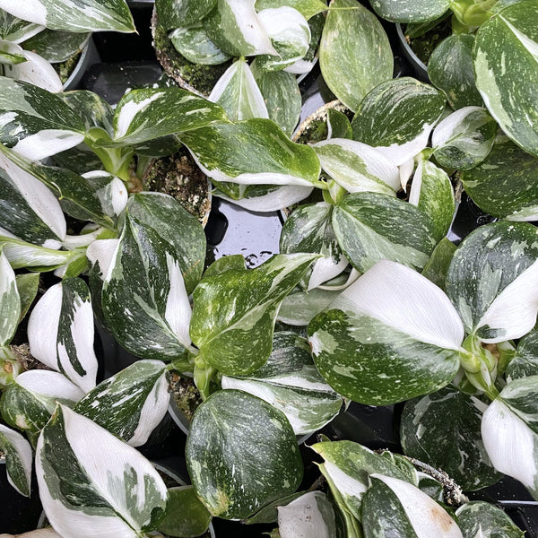 Philodendron White Wizard (Babyplant) super bunt