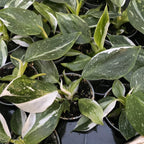 Philodendron White Wizard (babyplant)