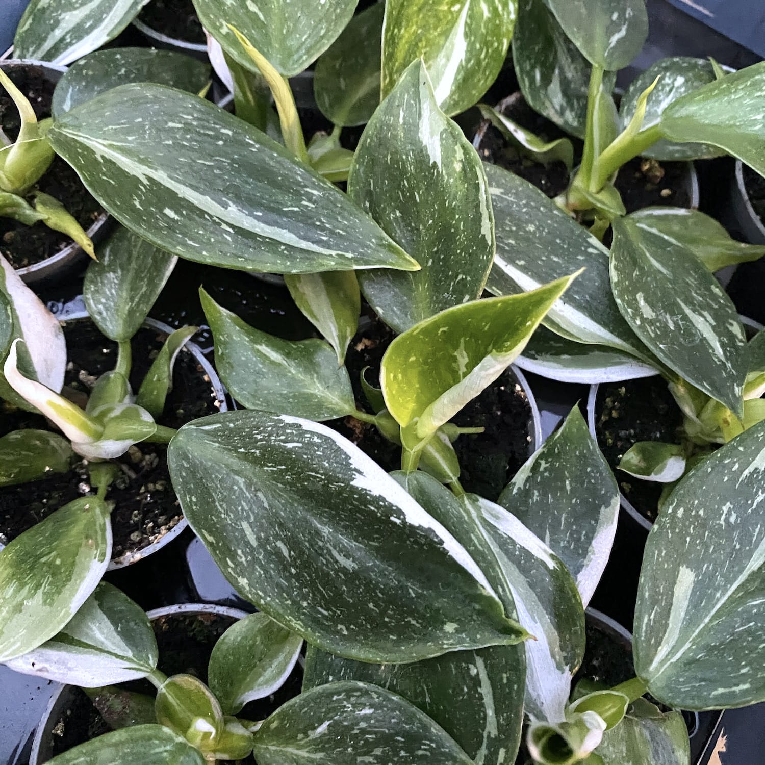 Philodendron White Wizard (babyplant)