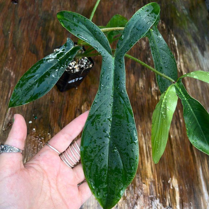 Philodendron 'Bette Waterbury' 69686