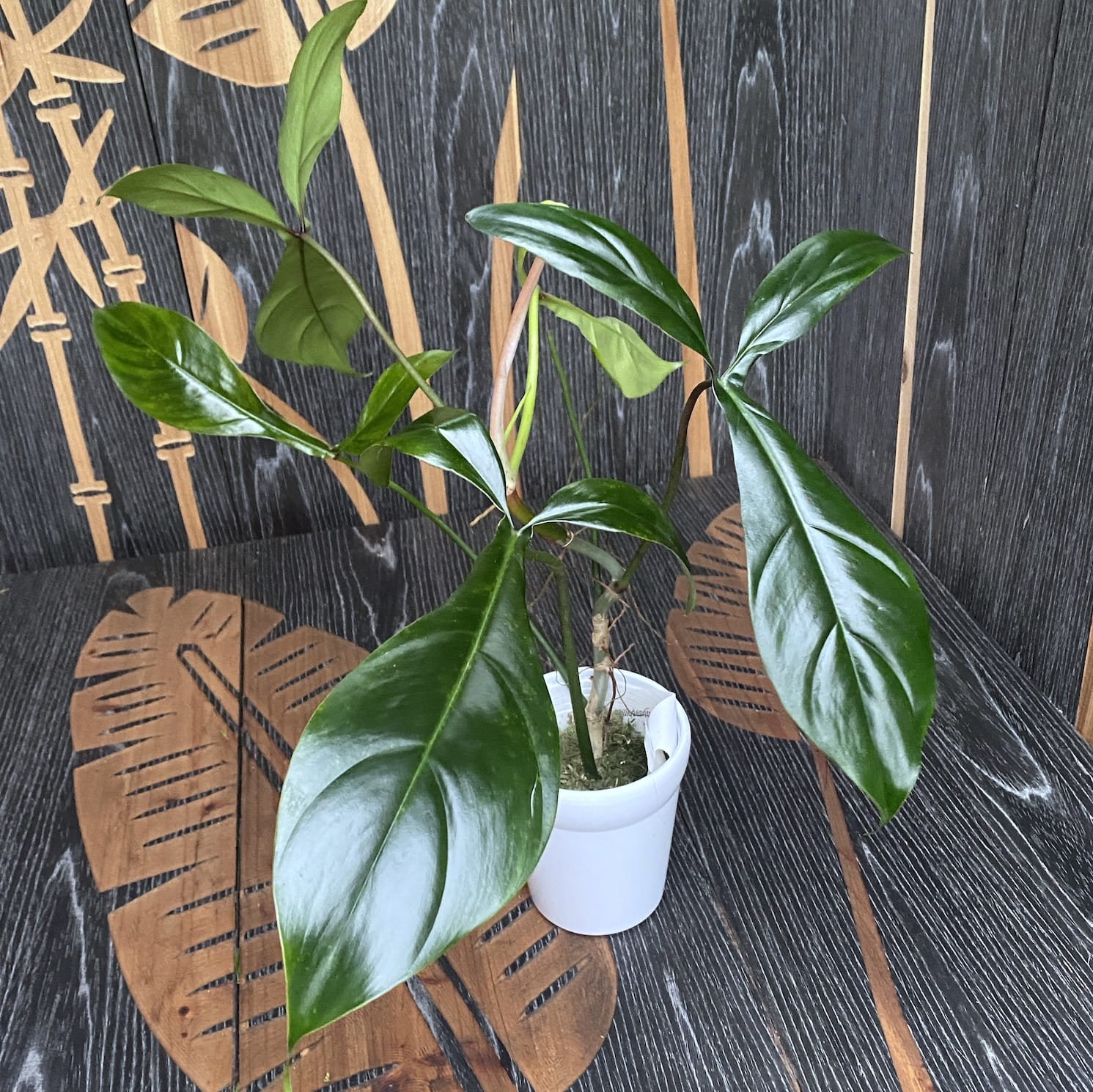 Philodendron 'Bette Waterbury' 69686