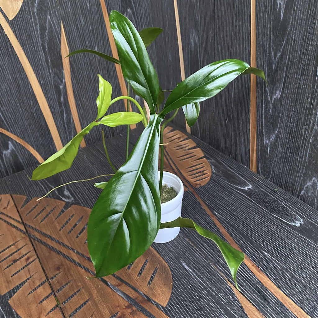 Philodendron 'Bette Waterbury' 69686