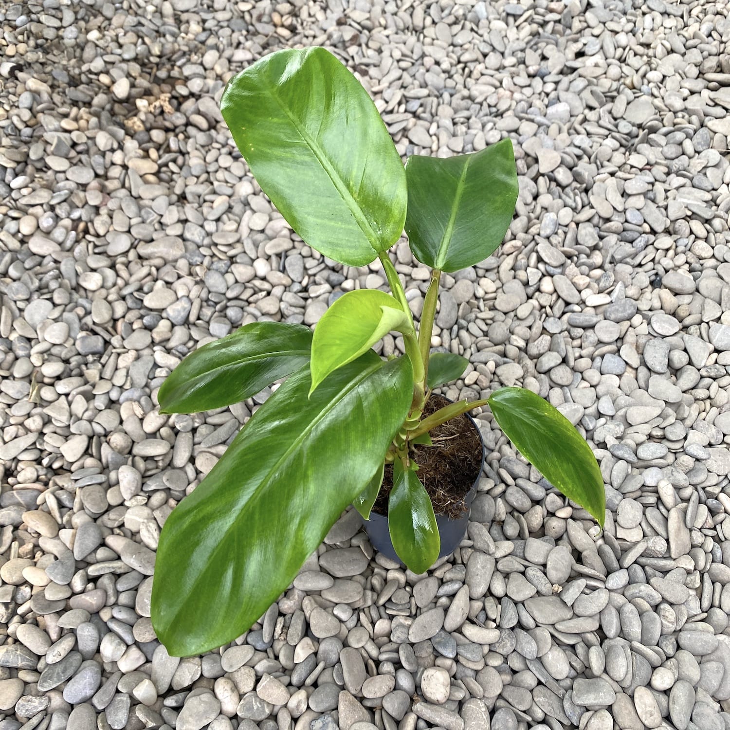 Philodendron Ceylon (Grün) – Secret Garden Plant Shop