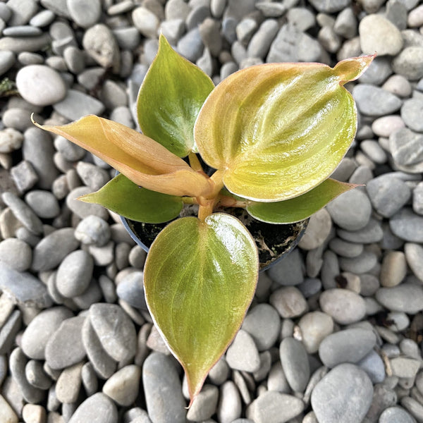 Philodendron 'Copper Dream' *Babypflanze