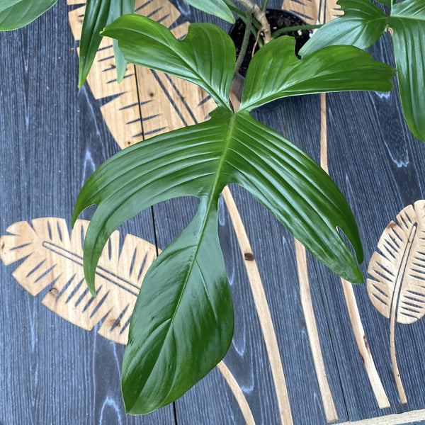 Philodendron 'Florida Beauty' (Green Ghost) XL