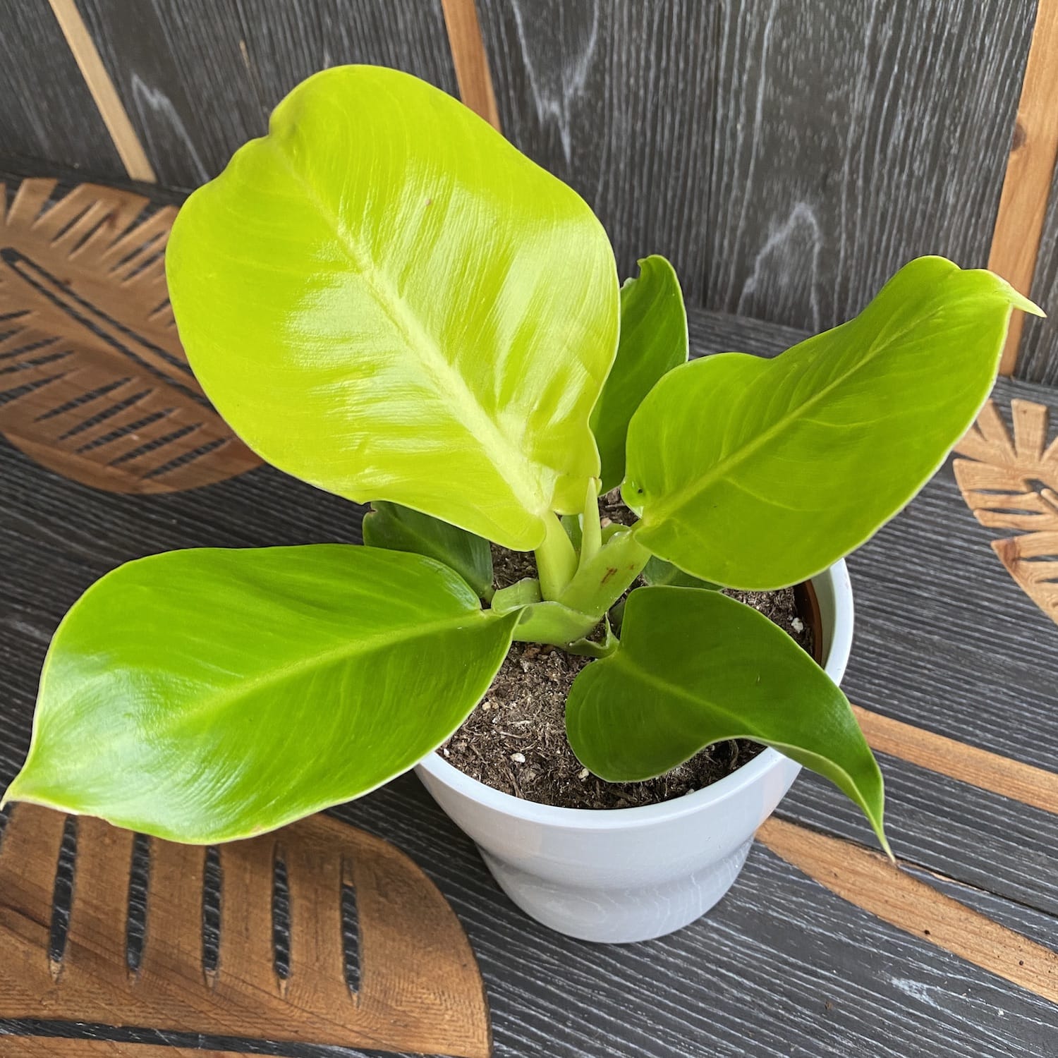 Philodendron 'Imperial Gold'