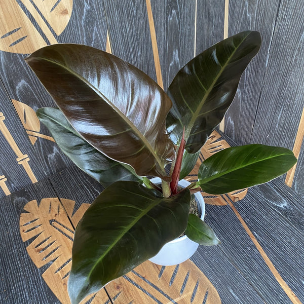 Philodendron 'Imperial Red' D14