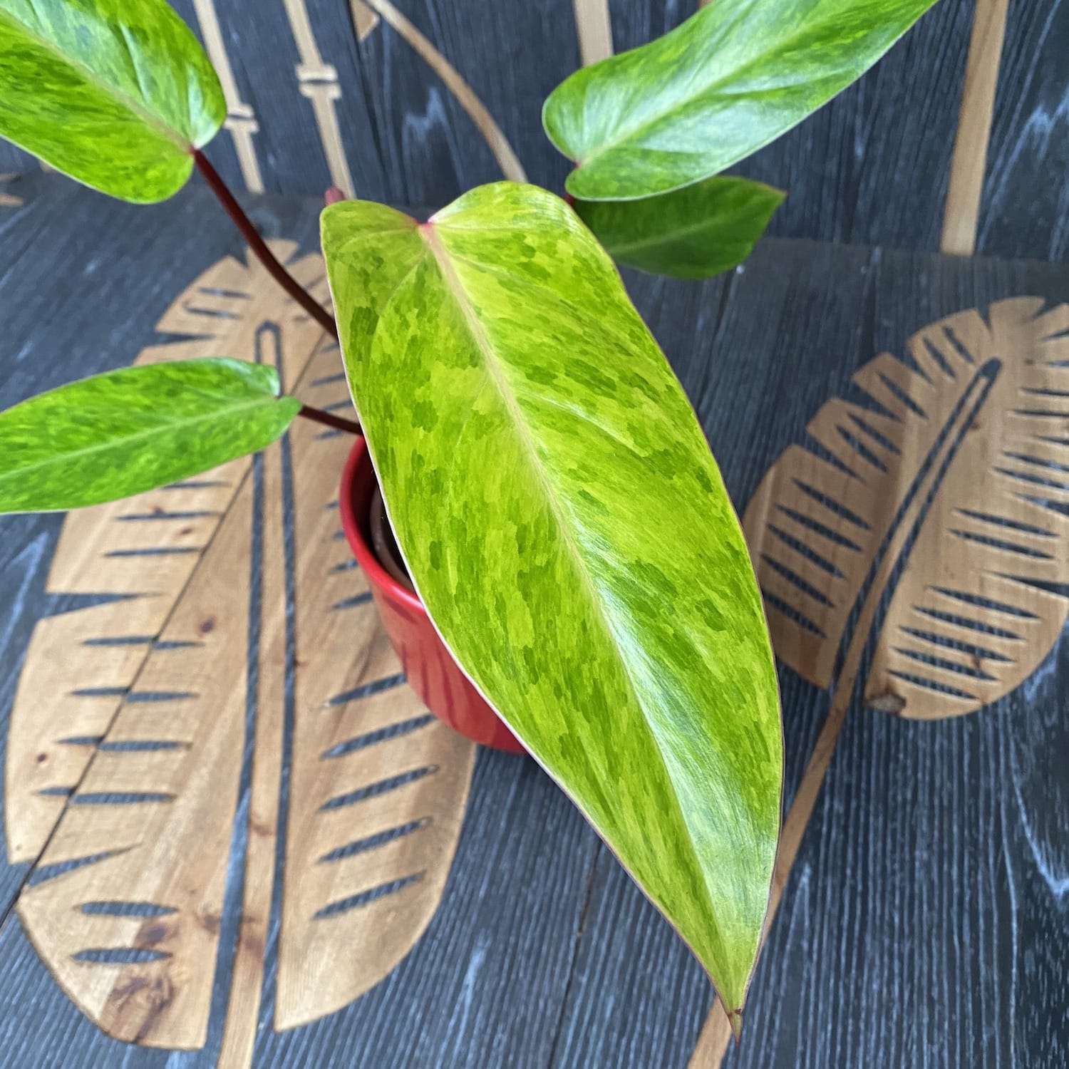 Philodendron 'Painted Lady' 1pp H20-30cm