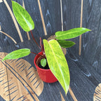 Philodendron 'Painted Lady' 1pp H20-30cm