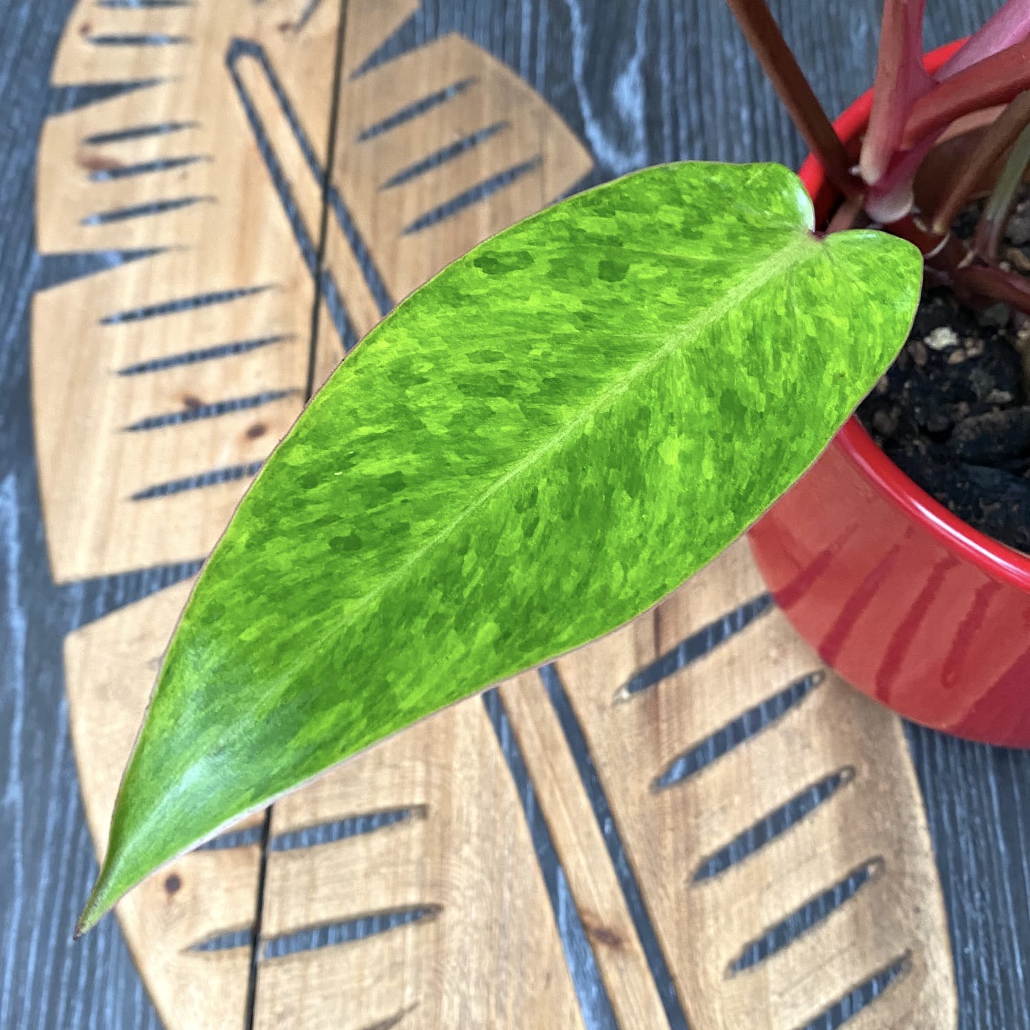 Philodendron 'Painted Lady' 1pp H20-30cm