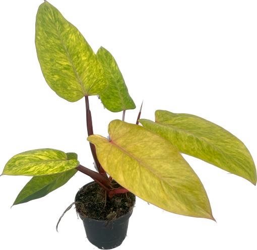 Philodendron 'Painted Lady' - 2 plants/pot