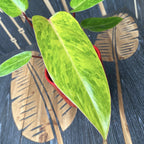 Philodendron 'Painted Lady' 1pp H20-30cm