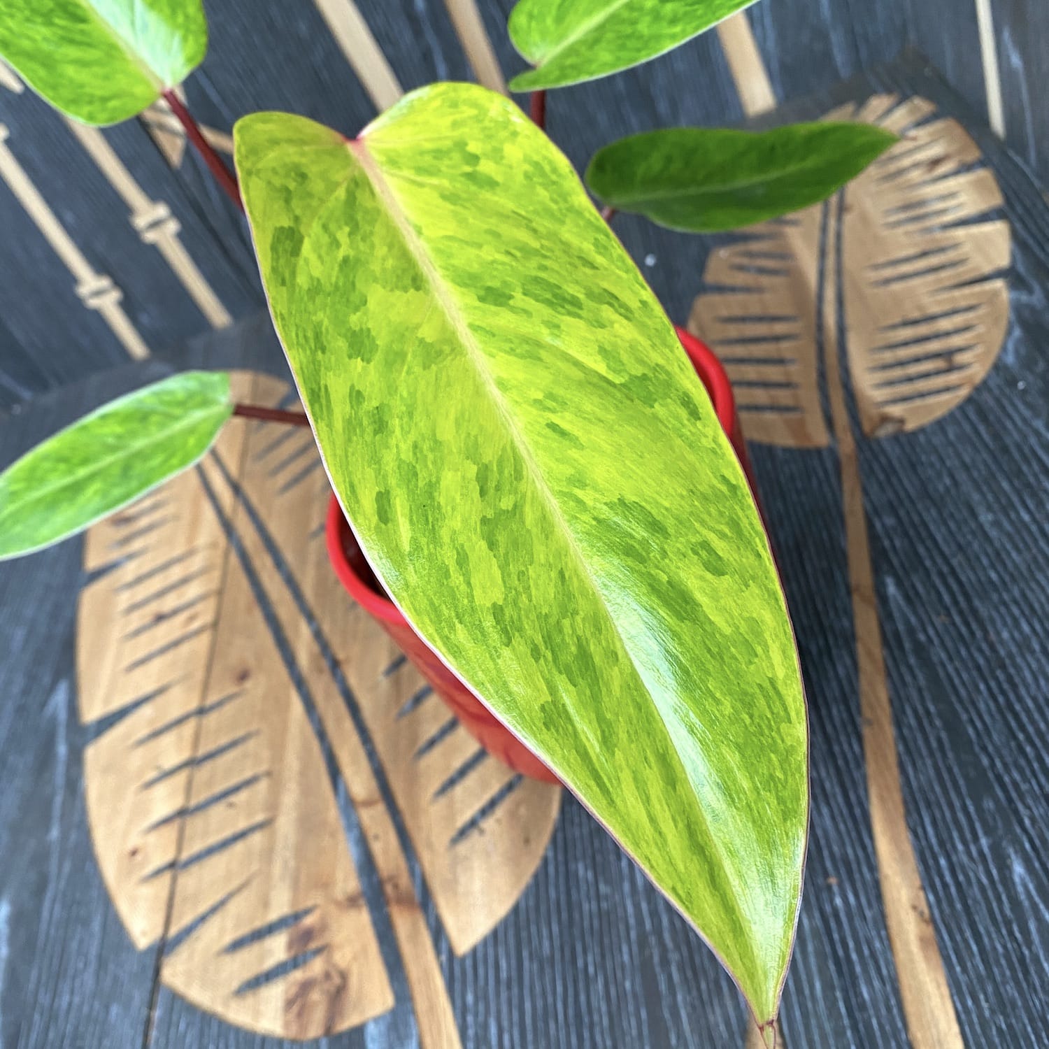 Philodendron 'Painted Lady' 1pp H20-30cm