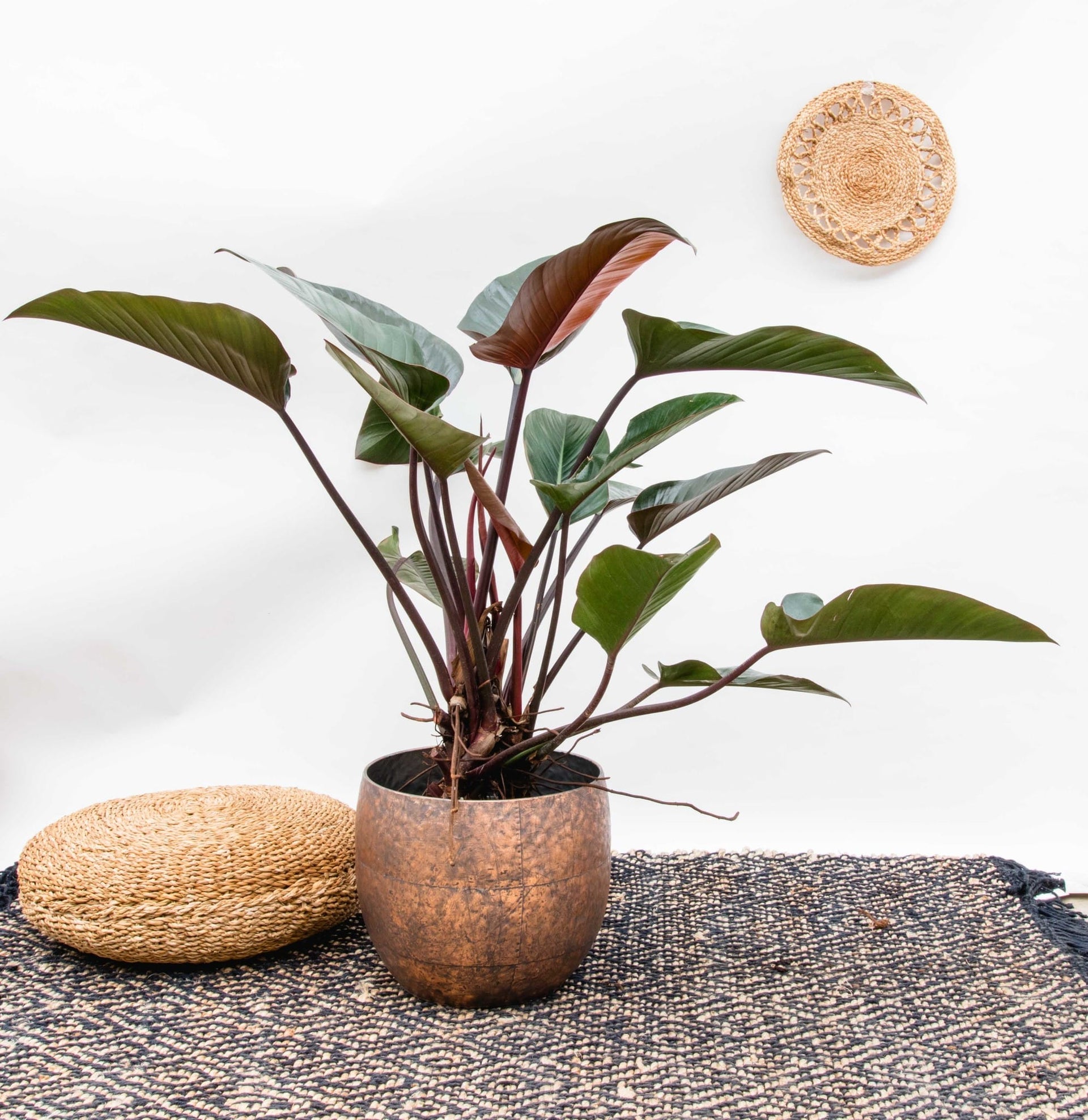 Philodendron 'Red Beauty'  Secret Garden Plant Shop