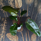Philodendron 'Red Beauty'
