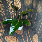 Philodendron 'Red Beauty'