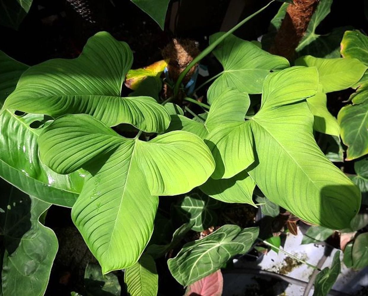 flora of peru araceae philodendron Philodendron fibraecataphyllum (Philodendron sp. Peru) – Secret Garden Plant Shop
