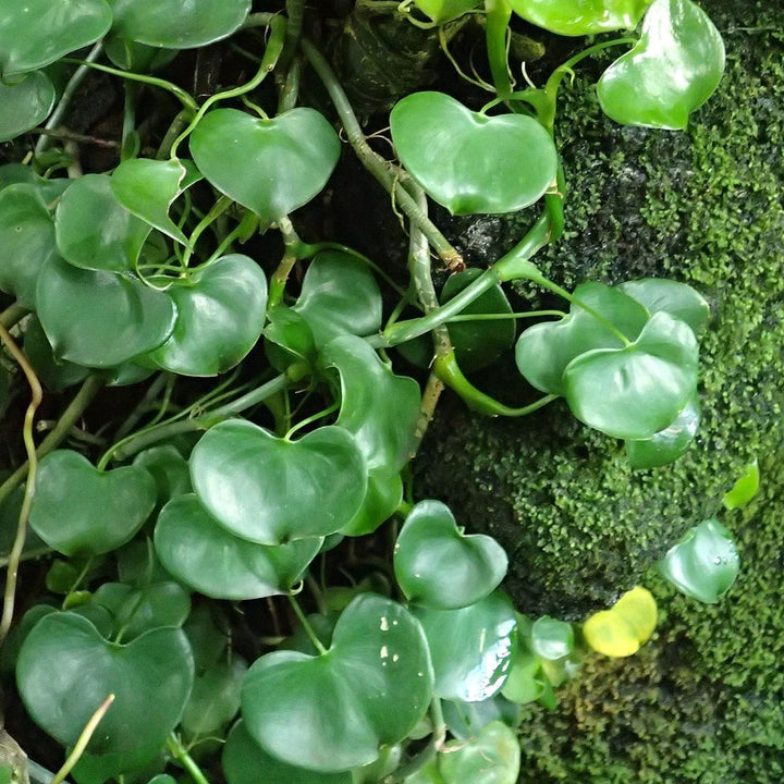 Philodendron grazielae