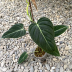 Philodendron melanochrysum (Schwarzer Gold-Philodendron) - Taiwan