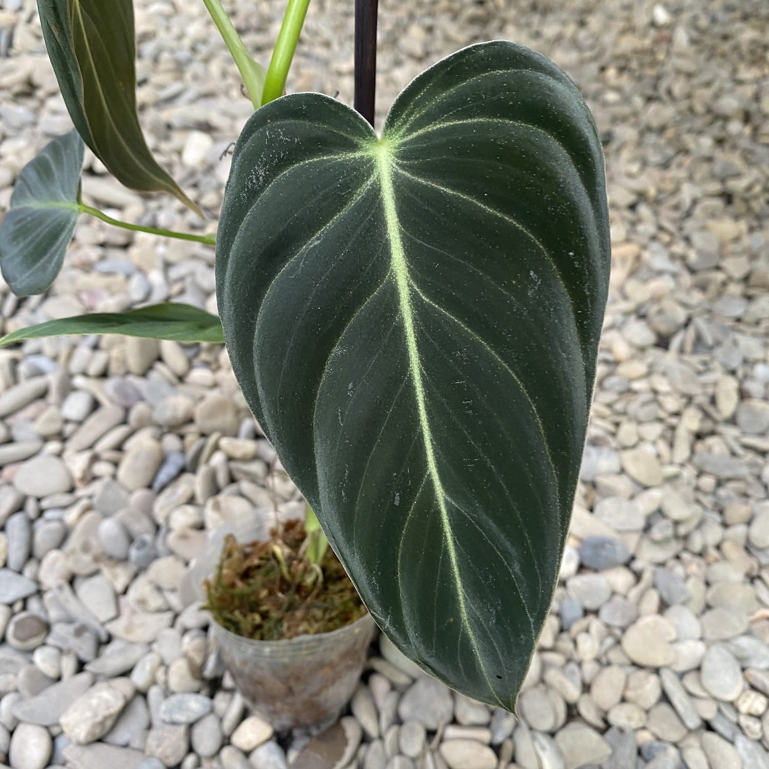Philodendron melanochrysum (Black Gold Philodendron) - Taiwan