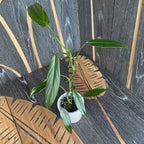 philodendron anisotomum Philodendron anisotomum – Secret Garden Plant Shop