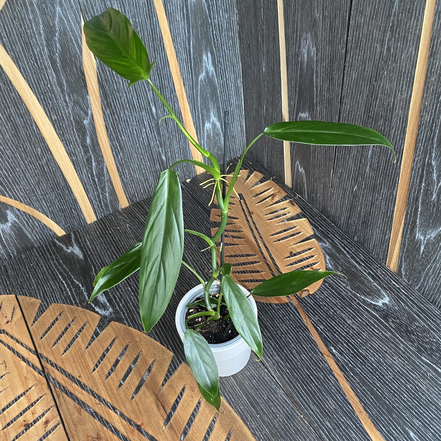 Philodendron anisotomum