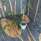 philodendron anisotomum Philodendron anisotomum – Secret Garden Plant Shop