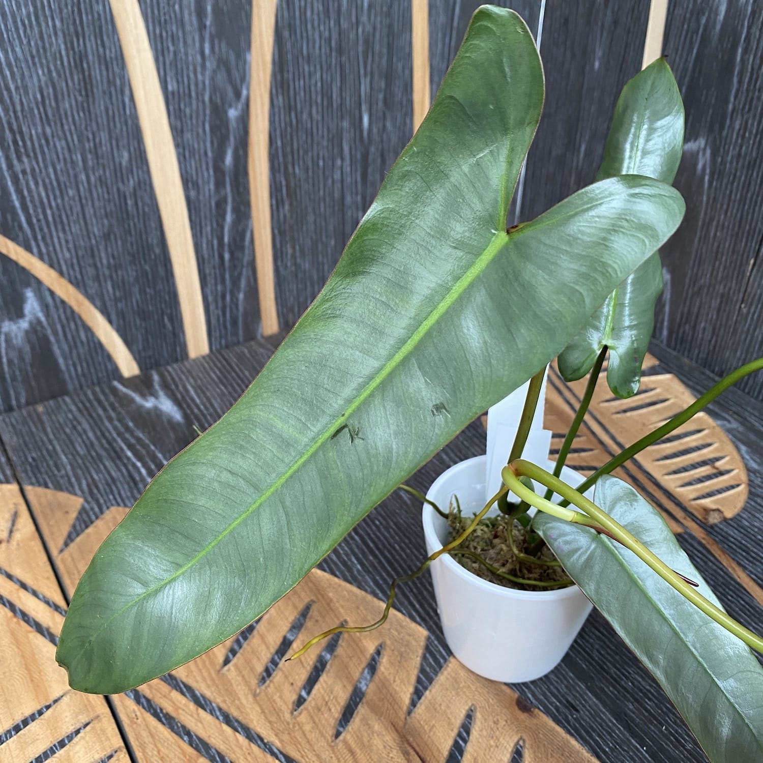 Philodendron atabapoense – Secret Garden Plant Shop