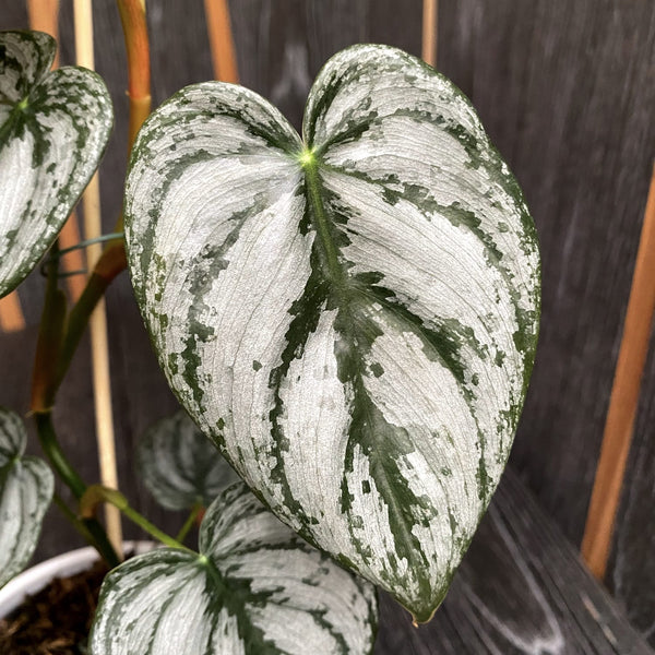Philodendron brandtianum (Silver Leaf Philodendron) D11