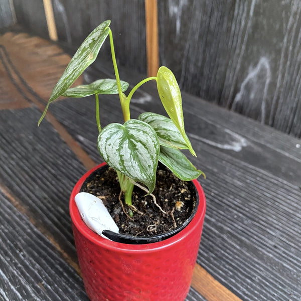 Philodendron brandtianum (Silberblatt-Philodendron) Babypflanze