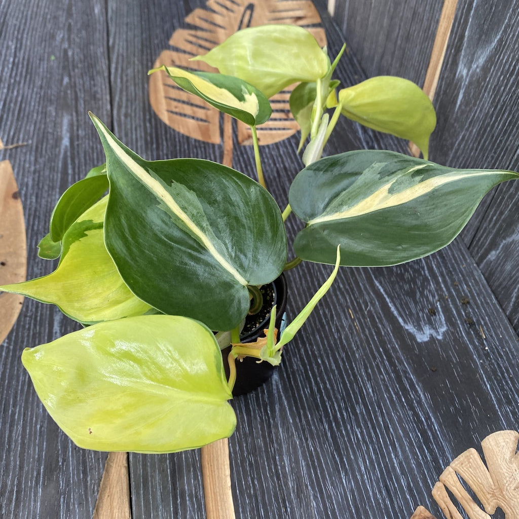 Philodendron brasil 'Dark Nights' * mlada biljka