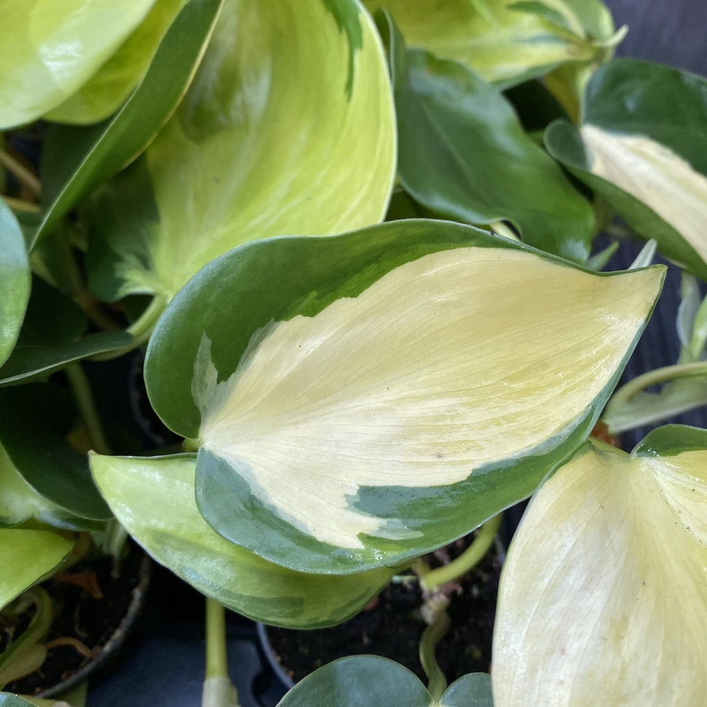 Philodendron brasil 'Dark Nights' * mlada biljka