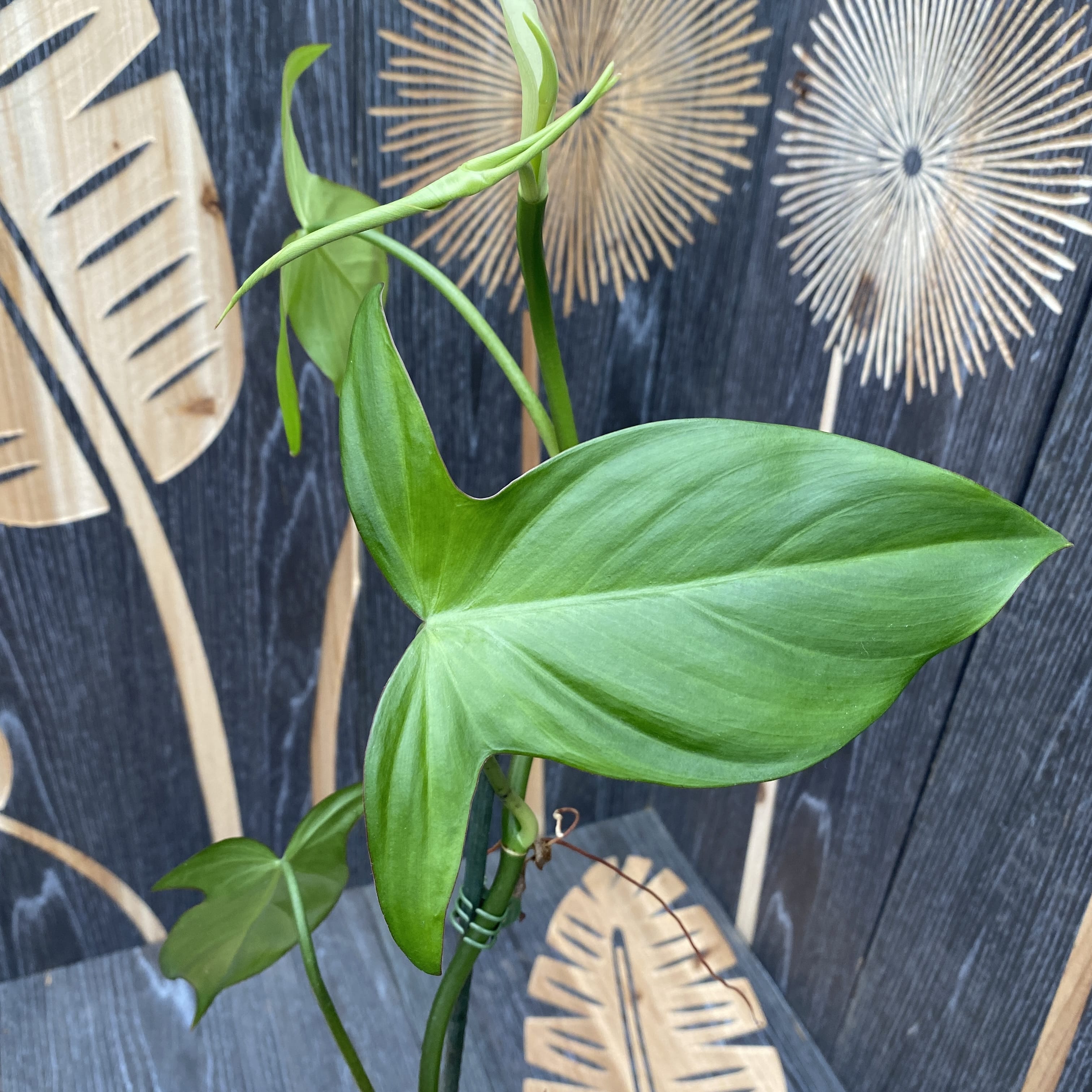 Philodendron camposportoanum (Velvet Shield)