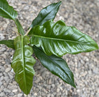 Philodendron crocodile