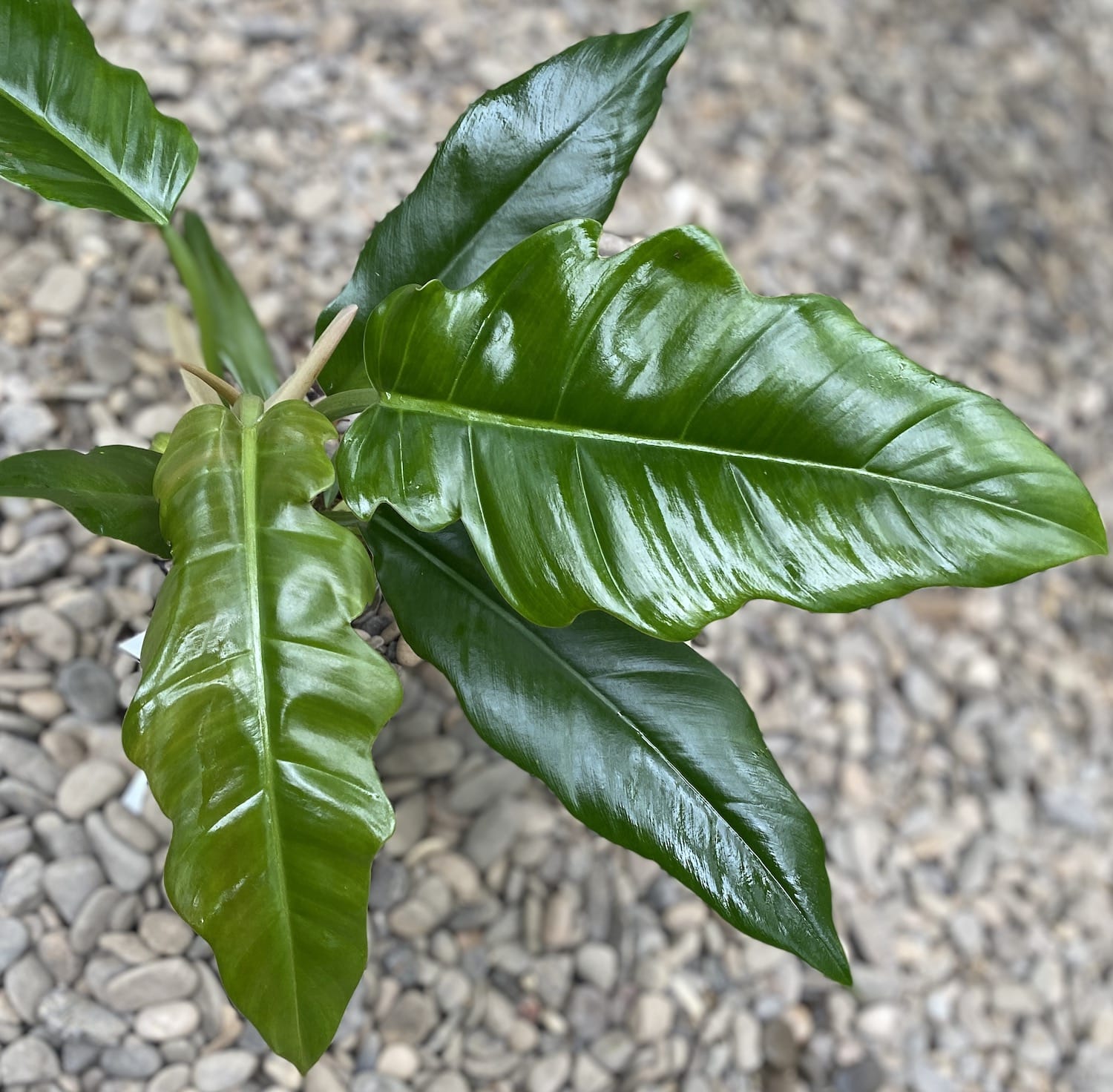 Philodendron crocodile