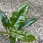 Philodendron crocodile