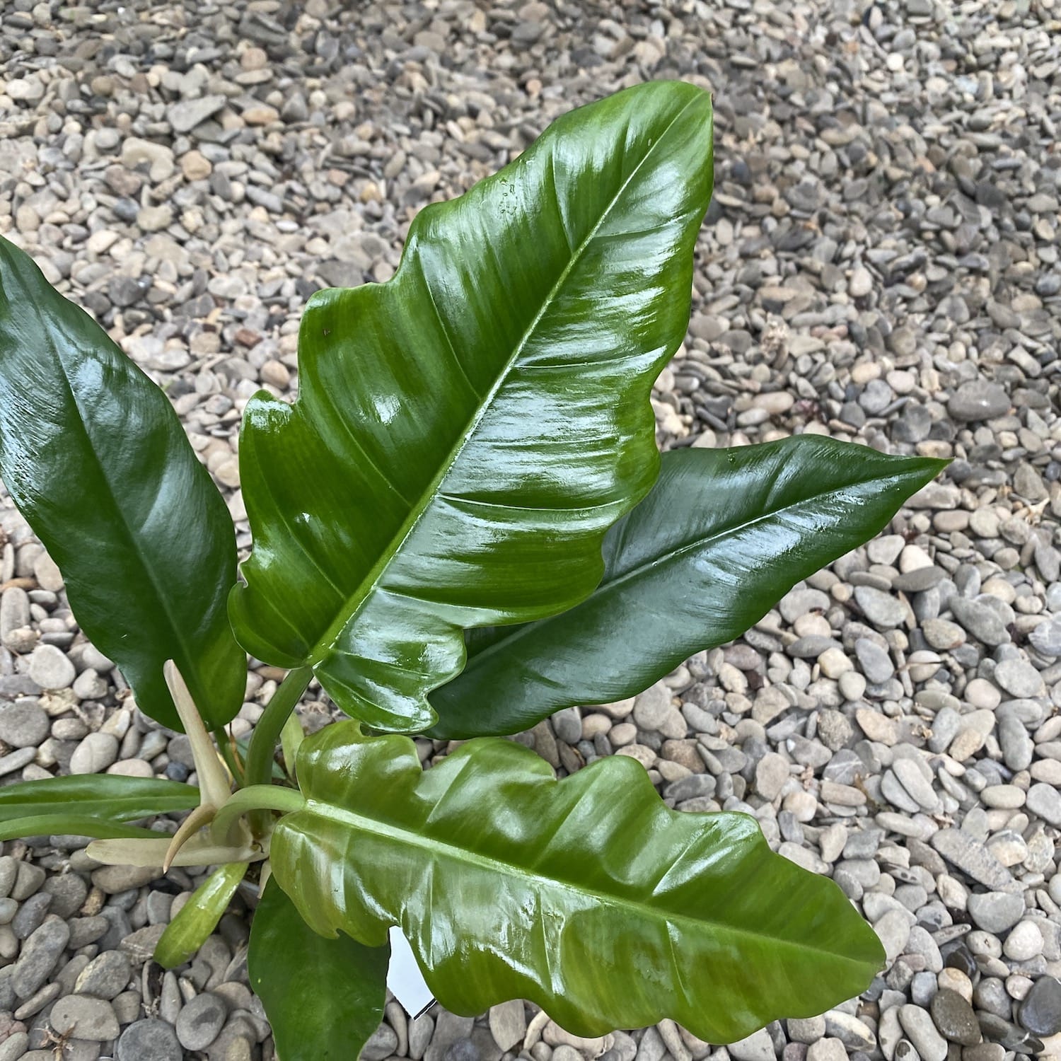 Philodendron crocodile